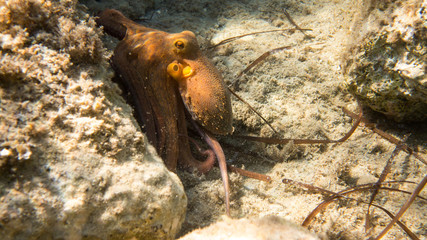 Common Octopus, Mediterranean Sea
