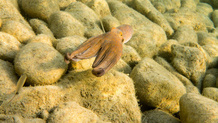 Common Octopus, Mediterranean Sea