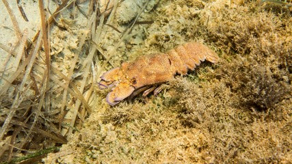 Slipper Lobster, Mediterranean Sea