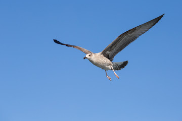 Seagull flying among blue sky