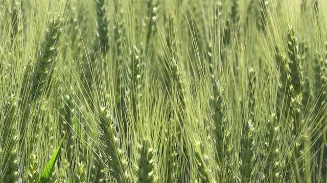 Green wheat heads in cultivated agricultural field, early stage of farming plant development