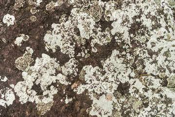 Lichen