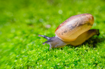Front view of snail in moss