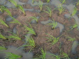 Top view  rice sprouts