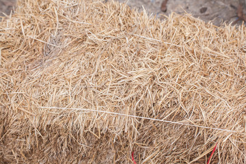 Hay