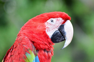 Fototapeta premium parrot