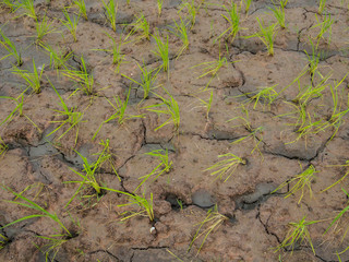 Rice plant and soil crack,