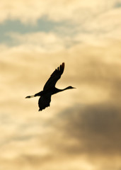 Crane at Sunset