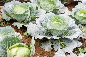 closeup fresh green cabbage