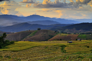 Fototapeta na wymiar Rice fields and mountains. a beautiful.