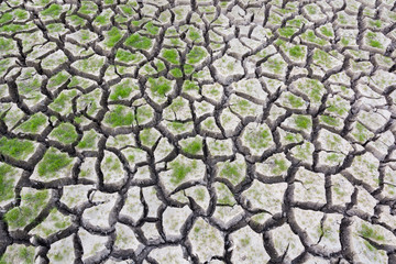 Green grass on cracked earth