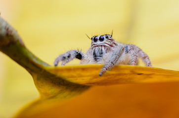 Jumping Spider