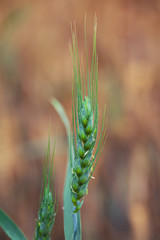 Fototapeta premium Close up of one green wheat stalk in field