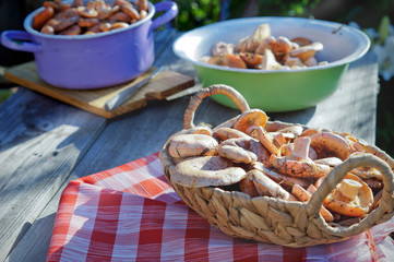 Mushrooms Lactarius deliciosus for cooking outdoors