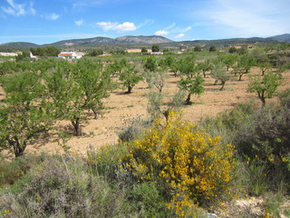 Mediterranean countryside with almond trees and broom