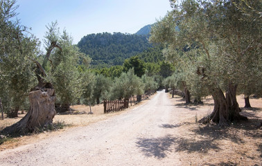 Olive trees