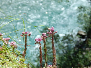 Очиток Кавказский