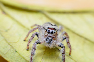 Jumping Spider