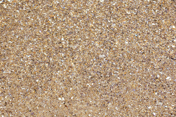 Sea shells and sand background