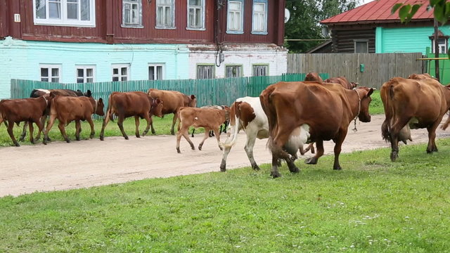 Cows go through the village