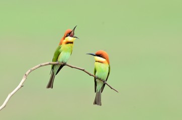 Bird (Chestnut-headed Bee-eaters) , Thailand