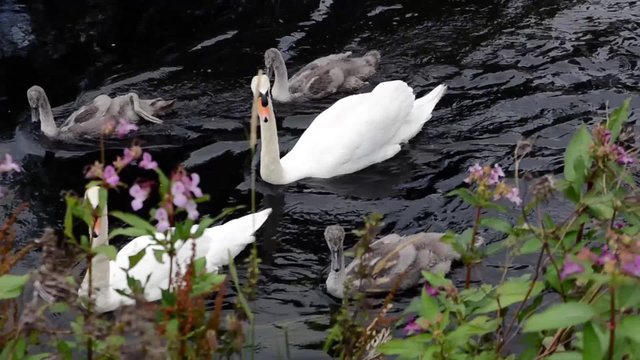Group of Swans and Cygnets Near a Riverbank