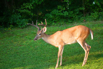 Sunny buck