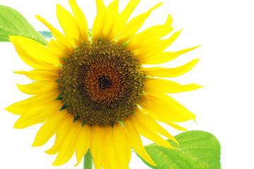 Obraz premium Sunflower