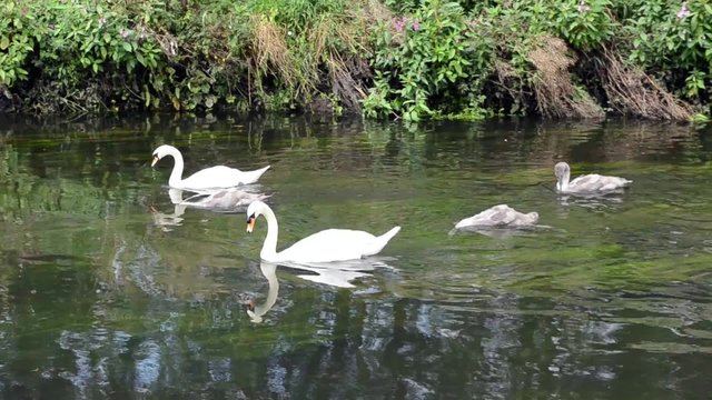 family of Swans on a River