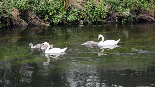 White Swans and Cygnets feeding in a River