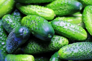 Текстура зеленых огурцов