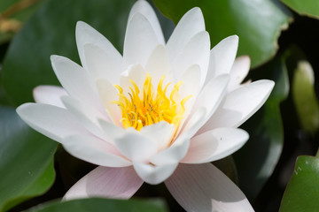 Beautiful white water lily close up