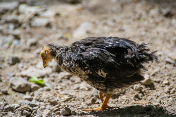 One chicken outdoor