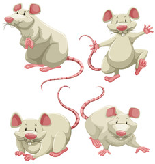 White mice