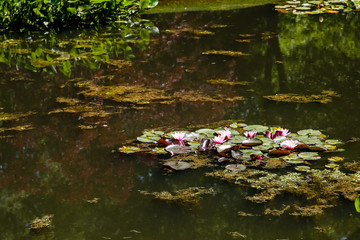 Pink Water Lilies on Green Pond