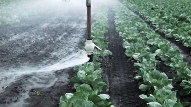 field irrigation of cabbage