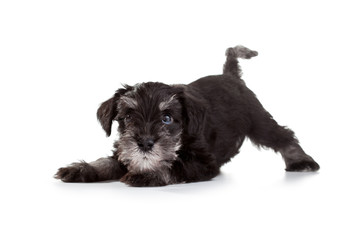 Schnauzer Puppy