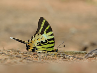 Fototapeta na wymiar Butterfly (Fivebar Swordtail) , Thailand