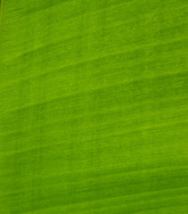 Green banana leaf