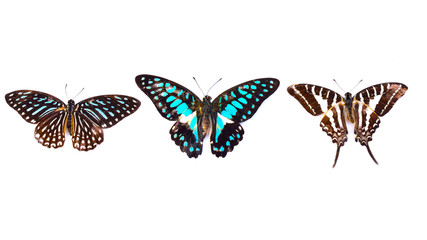 Butterfly isolated on white background