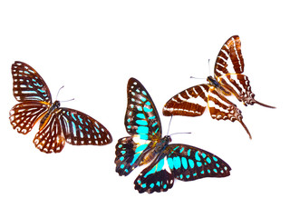 Butterfly isolated on white background