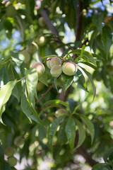 Small unripe green peach on the tree in an orchard
