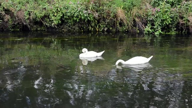 Group of Swans on a River