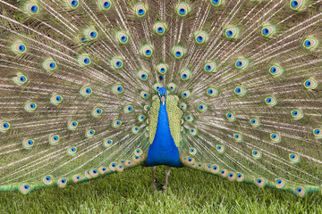 Naklejka premium Peacock with Feathers Fanned Out