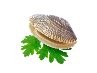 clams isolated on white background