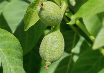 Walnuss, Walnut, 15100.jpg