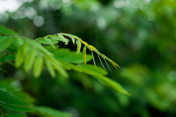 Green leaves background,shallow depth of field.