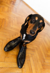 Elegant dachshund dog in leather men shoes