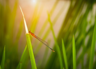 Dragonfly sitting on a blade of grass at sunset