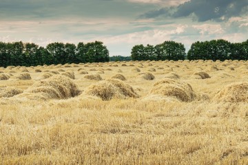 Obraz premium Поле пшеницы после сбора урожая